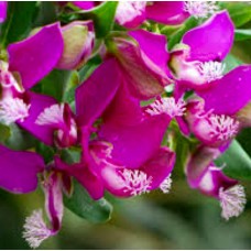 Dwarf Polly Polygala x 1 Purple Flowering Sweet Pea Bush Hardy Low Hedge Screen Rockery Flowering Plants Little Shrubs Garden Balcony or Pot